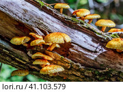 Чешуйчатка золотистая, Королевский опёнок (лат. Pholiota aurivella) на стволе дерева. Новосибирская область, Западная Сибирь. Стоковое фото, фотограф Евгений Мухортов / Фотобанк Лори