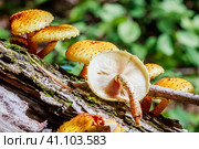 Чешуйчатка золотистая, Королевский опёнок (лат. Pholiota aurivella) на стволе дерева. Новосибирская область, Западная Сибирь. Стоковое фото, фотограф Евгений Мухортов / Фотобанк Лори