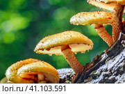 Чешуйчатка золотистая, Королевский опёнок (лат. Pholiota aurivella) на стволе дерева. Новосибирская область, Западная Сибирь. Стоковое фото, фотограф Евгений Мухортов / Фотобанк Лори