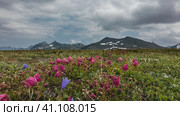 Bright pink Kamchatka rhododendrons and purple bluebells bloom in an alpine meadow. A picturesque mountain range against a cloudy sky. Стоковое фото, фотограф Вера Ивановна Кубарева / Фотобанк Лори