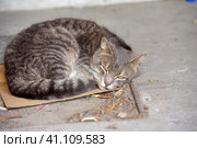 Gray homeless unhappy cat sleeping. Стоковое фото, фотограф Анна Кривицкая / Фотобанк Лори