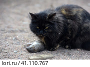 A cat caught a rat, Стоковое фото, фотограф Анна Кривицкая / Фотобанк Лори