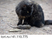 A cat caught a rat, Стоковое фото, фотограф Анна Кривицкая / Фотобанк Лори