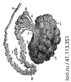 Tunica albuginea of testis. Illustration of the 19th century. Germany. White background. Стоковая иллюстрация, иллюстратор Sergey Kohl / Фотобанк Лори