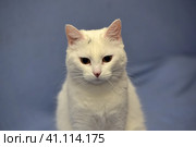 White albino cat. Стоковое фото, фотограф Анна Кривицкая / Фотобанк Лори
