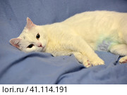 White albino cat. Стоковое фото, фотограф Анна Кривицкая / Фотобанк Лори