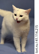 White albino cat. Стоковое фото, фотограф Анна Кривицкая / Фотобанк Лори