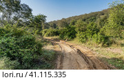 A dirt safari road runs through the jungle. Axis spotted deer is standing in a rut. Thickets of green vegetation on the roadsides. India. Sariska National Park. Стоковое фото, фотограф Вера Ивановна Кубарева / Фотобанк Лори