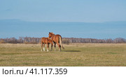 The brown cute foal and the filly. Horses graze in a pasture late autumn. Стоковое фото, фотограф Ирина Кононова / Фотобанк Лори