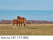 The brown cute foal sucks milk from the nipple of the filly's udder. Horses graze in a pasture late autumn. Стоковое фото, фотограф Ирина Кононова / Фотобанк Лори