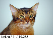 Somali cat portrait. Стоковое фото, фотограф Анна Кривицкая / Фотобанк Лори