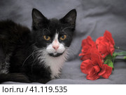 White and black cat with a red flower. Стоковое фото, фотограф Анна Кривицкая / Фотобанк Лори
