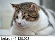 Thick white with brown cat. Стоковое фото, фотограф Анна Кривицкая / Фотобанк Лори