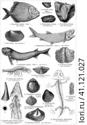 Fossils of fish, molluscs and amphibians. Publication of the book "Meyers Konversations-Lexikon", Volume 2, Leipzig, Germany, 1910. Стоковая иллюстрация, иллюстратор Sergey Kohl / Фотобанк Лори