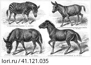 Various odd-toed ungulate animals. Publication of the book "Meyers Konversations-Lexikon", Volume 2, Leipzig, Germany, 1910. Стоковая иллюстрация, иллюстратор Sergey Kohl / Фотобанк Лори