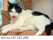 Black and white large domestic cat. Стоковое фото, фотограф Анна Кривицкая / Фотобанк Лори