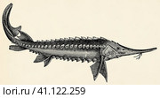 The fish - sterlet (Acipenser ruthenus). Antique stylized illustration. Стоковая иллюстрация, иллюстратор Sergey Kohl / Фотобанк Лори