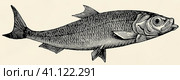 The fish - Atlantic herring (Clupea harengus). Antique stylized illustration. Стоковая иллюстрация, иллюстратор Sergey Kohl / Фотобанк Лори