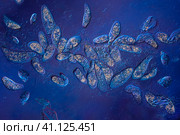 Инфузории туфельки. Микроскопия. Стоковое фото, фотограф Infusum / Фотобанк Лори