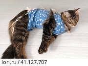 Cat after surgery is lying at home. Sick cat with a postoperative bandage. Pet Care after a cavitary operation. Sleepy Feline with recovery medical shaking in anesthesia. Castration, sterilization. Стоковое фото, фотограф Марина Демидюк / Фотобанк Лори