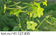 Nicotiana sanderae Lime Flower growing in the Garden. Fragrant Nicotiana alata Blooming. Jasmine, sweet, winged tobacco, tanbaku Persian Blossoming. Limelight color. Nicotiana tabacum green flowers. Стоковое видео, видеограф Марина Демидюк / Фотобанк Лори