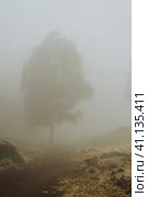 Silhouette of trees in milky fog on the bottom of cove Vulcan creator . Santo Antao. Cape Verde. Стоковое фото, фотограф Igor Tichonow / Фотобанк Лори