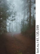 Road in a mysterious pine forest. Rainy and misty weather near Cova crater on Santo Antao Island, Cape Verde. Стоковое фото, фотограф Igor Tichonow / Фотобанк Лори