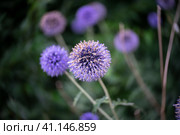 Flowers of Echinops sphaerocephalus. Close-up. Art lens. Swirl bokeh. Focus on the center. Стоковое фото, фотограф Sergey Kohl / Фотобанк Лори