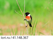 Черноголовый чекан (Saxicola rubicola). Птица-мухоловка сидит на веточке на лугу. Стоковое фото, фотограф Любовь Демус / Фотобанк Лори