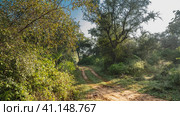 A narrow dirt safari road winds through the jungle. Ruts on the ground. Dense thickets of green trees and bushes on the roadsides. Blue sky. India. Sariska National Park. Стоковое фото, фотограф Вера Ивановна Кубарева / Фотобанк Лори