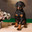 Cute Doberman puppy sitting on a wooden box near the flowers, with copy space. Стоковое фото, фотограф Неведицына Елена / Фотобанк Лори