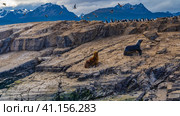 Sea lions are resting on a rocky island. Black and white cormorants sit on the cliffs and fly around. Martial Mountains against the sky. Argentina. Ushuaia. Стоковое фото, фотограф Вера Ивановна Кубарева / Фотобанк Лори