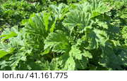Close up of young giant hogweed on the background of green grass in the field. Стоковое видео, видеограф Ирина Старикова / Фотобанк Лори