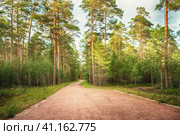 pine and spruce forest. A path in a dense forest on a sunny day. Forest area of Kanevets Island, Karelia. Стоковое фото, фотограф Оксана Медведева / Фотобанк Лори
