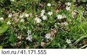 Forest starfish. Delicate white flowers in the forest. Antidiabetic agent, natural sweetener. Beautiful medicinal plants. Soft focus. Стоковое фото, фотограф Юлия Петровская / Фотобанк Лори
