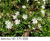 Forest starfish. Delicate white flowers in the forest. Antidiabetic agent, natural sweetener. Beautiful medicinal plants. Soft focus. Стоковое фото, фотограф Юлия Петровская / Фотобанк Лори