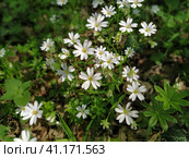 Forest starfish. Delicate white flowers in the forest. Antidiabetic agent, natural sweetener. Beautiful medicinal plants. Soft focus. Стоковое фото, фотограф Юлия Петровская / Фотобанк Лори