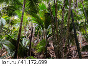 Landscape of a palm forest of Vallee de Mai, Praslin island, Seychelles (2023 год). Стоковое фото, фотограф EugeneSergeev / Фотобанк Лори