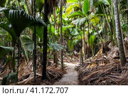 An empty trail goes through the palm forest on a sunny day (2023 год). Стоковое фото, фотограф EugeneSergeev / Фотобанк Лори