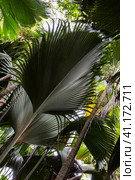 Leaves of Coco de mer palm tree, Lodoicea. Vallee de Mai, Seychelles (2023 год). Стоковое фото, фотограф EugeneSergeev / Фотобанк Лори