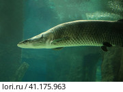 Fish under water. Arapaima fish - Pirarucu Arapaima gigas one largest freshwater fish. Fish in the aquarium behind glass. Стоковое фото, фотограф Ирина Вершинская / Фотобанк Лори