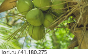 Coconat Bunch on a Palm Tree, Close up, Thailand, Asia. Стоковое фото, фотограф Igor Tichonow / Фотобанк Лори
