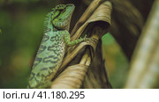 Lizard with stump, Calotes emma on Banan Leaf, Krabi, Thailand. Стоковое фото, фотограф Igor Tichonow / Фотобанк Лори