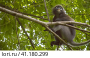 Dusky Leaf Monkey, Langur on Tree Eating Green Leaves and Watching Down, Railay, Krabi, Thailand. Стоковое фото, фотограф Igor Tichonow / Фотобанк Лори