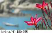 Vivid red blossom plumeria flowers in front of the ocean bay with some huge granite rocks and defocused long tail boat wiggle in the wind. Стоковое фото, фотограф Igor Tichonow / Фотобанк Лори