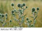 Wild plant of Echinops sphaerocephalus, close-up. Стоковое фото, фотограф Sergey Kohl / Фотобанк Лори