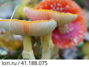 Family of Amanita muscaria, commonly known as the fly agaric or fly amanita. Toxic and hallucinogen mushroom Fly Agaric in grass on autumn forest background. Macro close up in natural environment. Стоковое фото, фотограф YuryKara / Фотобанк Лори