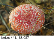 Amanita muscaria, commonly known as fly agaric or fly amanita. Hallucinogen mushroom Fly Agaric in grass on autumn forest background. Macro close up in natural environment. Top view. Стоковое фото, фотограф YuryKara / Фотобанк Лори