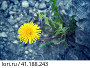 Одуванчик. Стоковое фото, фотограф Наталья Лорд / Фотобанк Лори