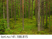 Natural landscape, pine boreal forest with moss undergrowth, coniferous taiga. Стоковое фото, фотограф Евгений Харитонов / Фотобанк Лори